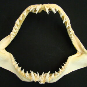 MAKO Shark Jaws Isurus Oxyrinchus Large