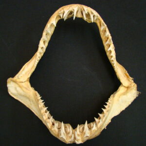 MAKO Shark Jaws Isurus Oxyrinchus Medium