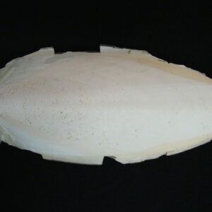 SEPIA Cuttlefish Coleoida Os sepium Backbone Large