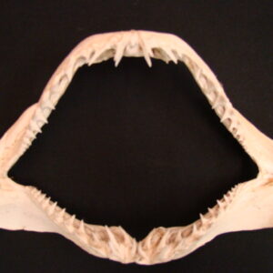 MAKO Shark Jaws Isurus Oxyrinchus Small
