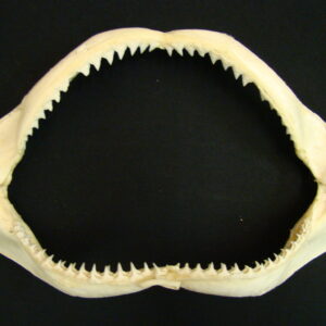 Tigershark Jaws Galeocerdo Cuvier Small