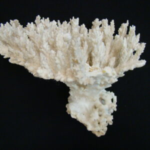 CORAL Coralium Cnidaria White Large 1,6 kg