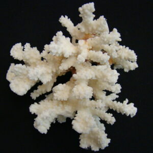 CORAL Coralium Cnidaria White Small 0,55 kg
