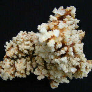 CORAL Coralium Cnidaria White Giant 7,1 kg