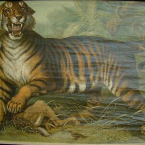 TIGER "Felis Tigris" Rollcard Heritage