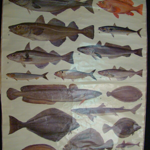 SEAFISH "Seefische" Rollcard Heritage Large