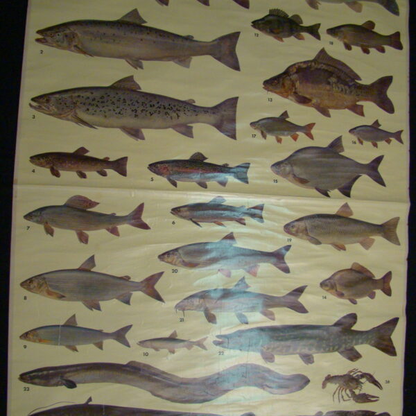 SEAFISH "Süsswasserfische" Rollcard Heritage Large