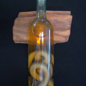 Snake preserved "Natrix Natrix" Satanic Rituals