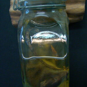 Rat preserved "Rattus Rattus" Satanic Rituals