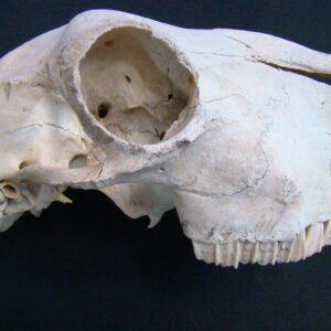 Goat-Skull "Capra Hircus" Satanic Rituals
