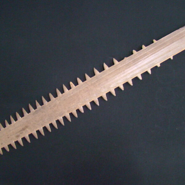SAWFISH Rostrum "Pristidae"